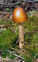 Amanita fulva growing in moss. 